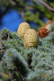 Pine Cone Closeup Stock Photo Pine Cone Closeup Stock Photo