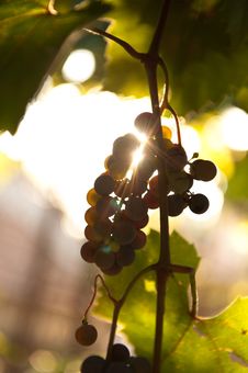 Grapes In The Sun Stock Photos Grapes In The Sun Stock Photos