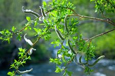 Pussy-willow, Spring Tree Stock Images Pussy-willow, Spring Tree Stock Images