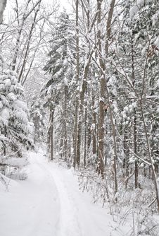 Snow Alley, Forest Stock Images