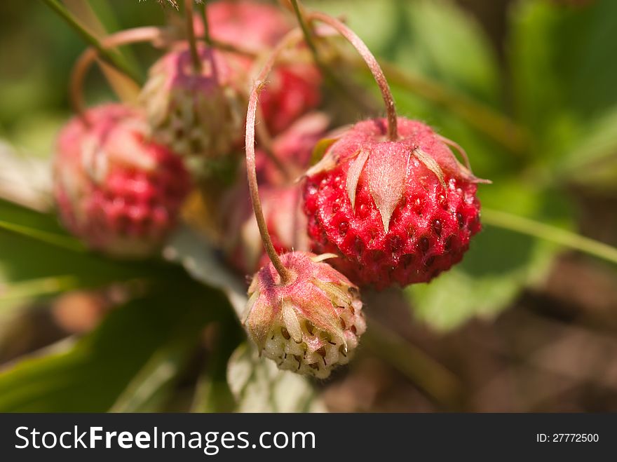 Ripe wild strawberries in nature