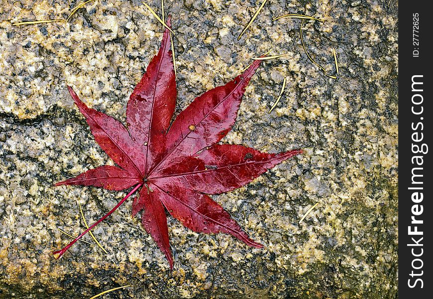 A fallen wet red maple leaf on a dirty stone. A fallen wet red maple leaf on a dirty stone