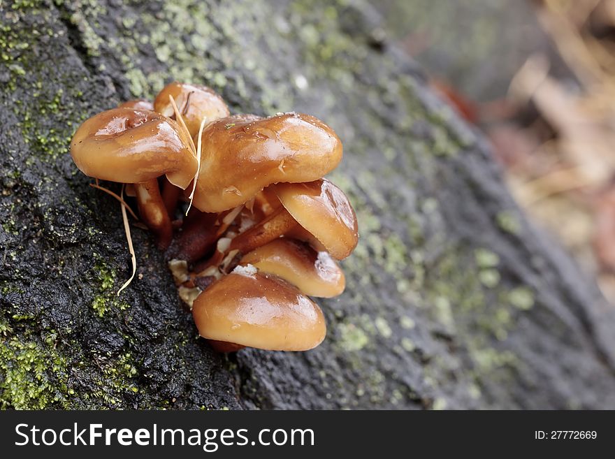 Family of mushrooms on tree bark with blurry background