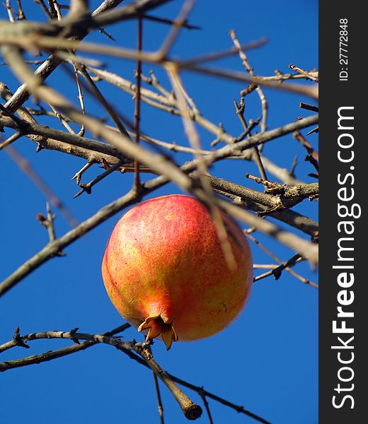 A red mature pomegranate on the blue sky