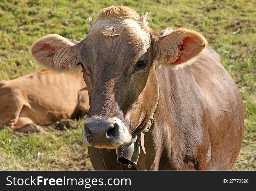 A closeup of a cow grazing. A closeup of a cow grazing