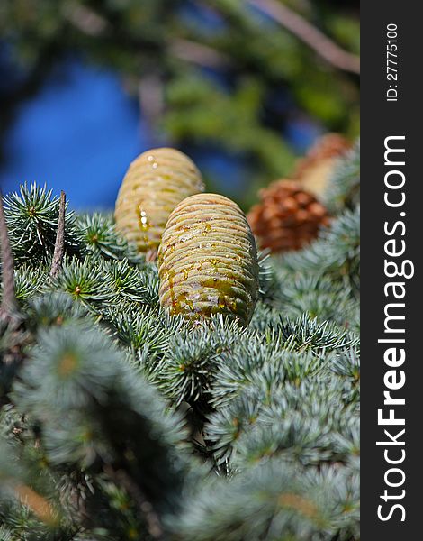 Close-up of a pine cone and pine needles. Close-up of a pine cone and pine needles