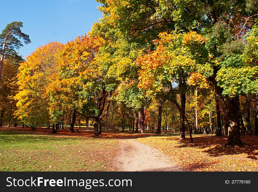 City park  with yellow leaves in autumn. City park  with yellow leaves in autumn