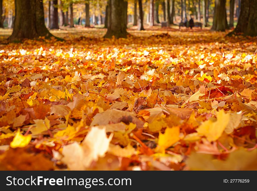 City park  with yellow leaves in autumn. City park  with yellow leaves in autumn