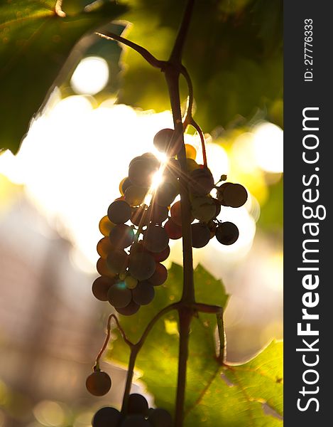 Grapes hanging with the sun between the fruits. Grapes hanging with the sun between the fruits