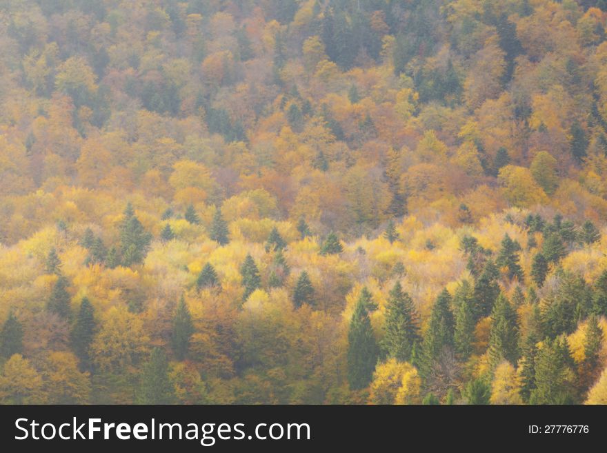 Mixed forest in the autumn background