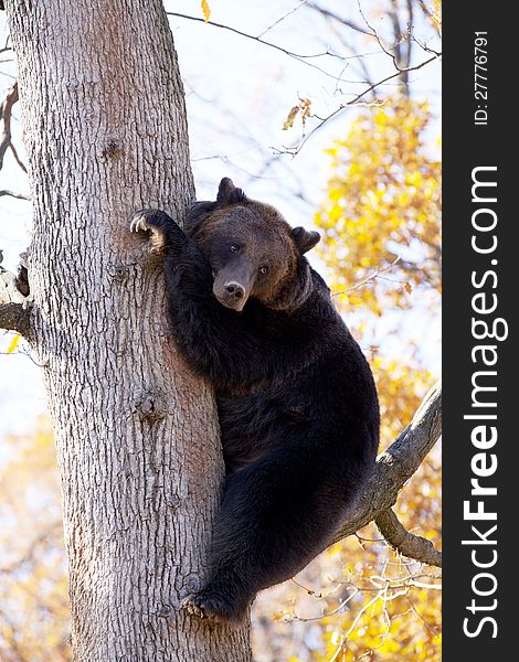Brown bear climbed to a tree. Brown bear climbed to a tree