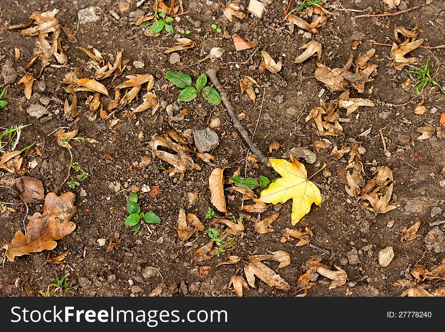 Yellow leaf fallen on the bare ground. Yellow leaf fallen on the bare ground