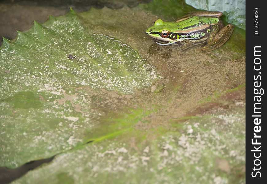 Green frog on lotus leaf in pond