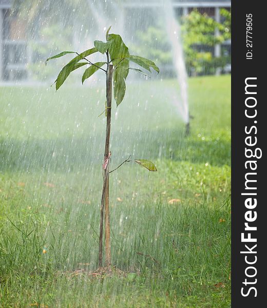 Watering young plant in public park