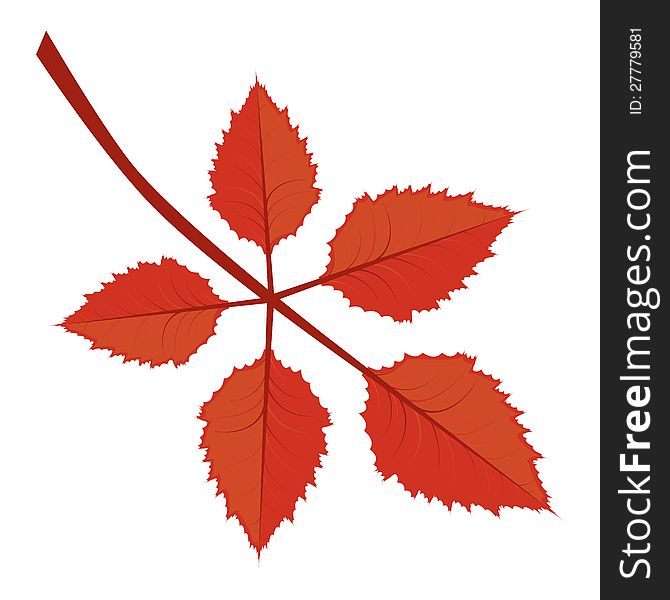 Branch of bright red autumn leaves on white background. Branch of bright red autumn leaves on white background.