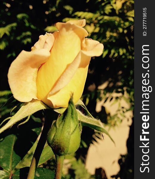 Yellow rose bud with green foliage
