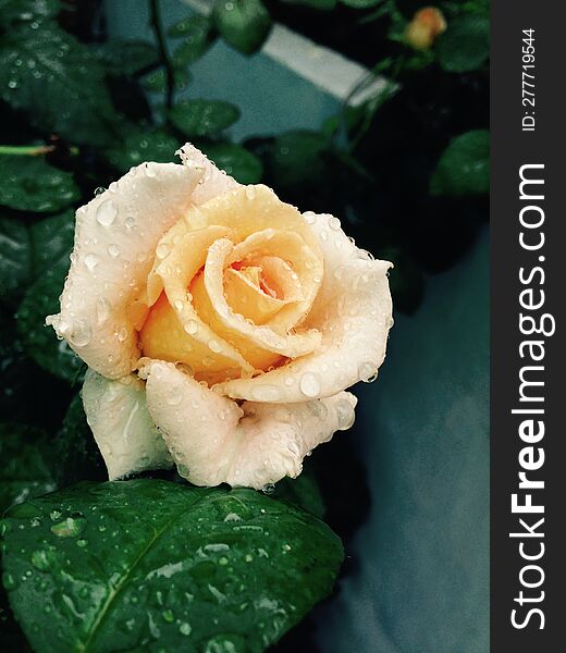 Rose  flowers in kitchen garden