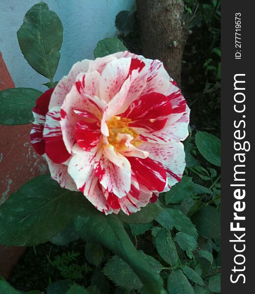 Striped flowers in kitchen garden