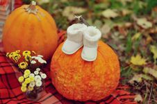 Harvested Pumpkins With Fall Leaves Stock Photo Harvested Pumpkins With Fall Leaves Stock Photo