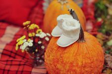 Harvested Pumpkins With Fall Leaves Stock Photo Harvested Pumpkins With Fall Leaves Stock Photo