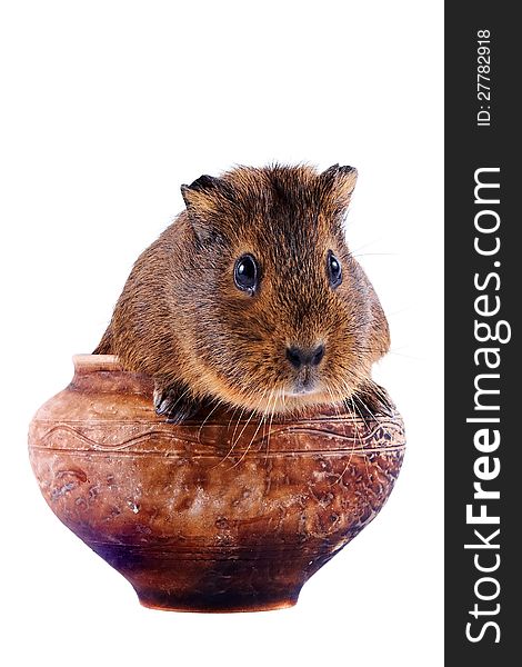 The guinea pig sits in a clay pot on a white background