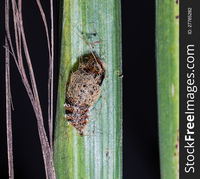 Pupa of Lymantria atemeles Collenette moth hanging on green leaf