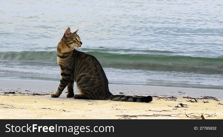 The homeless cat sits on sand at the edge of water. The homeless cat sits on sand at the edge of water