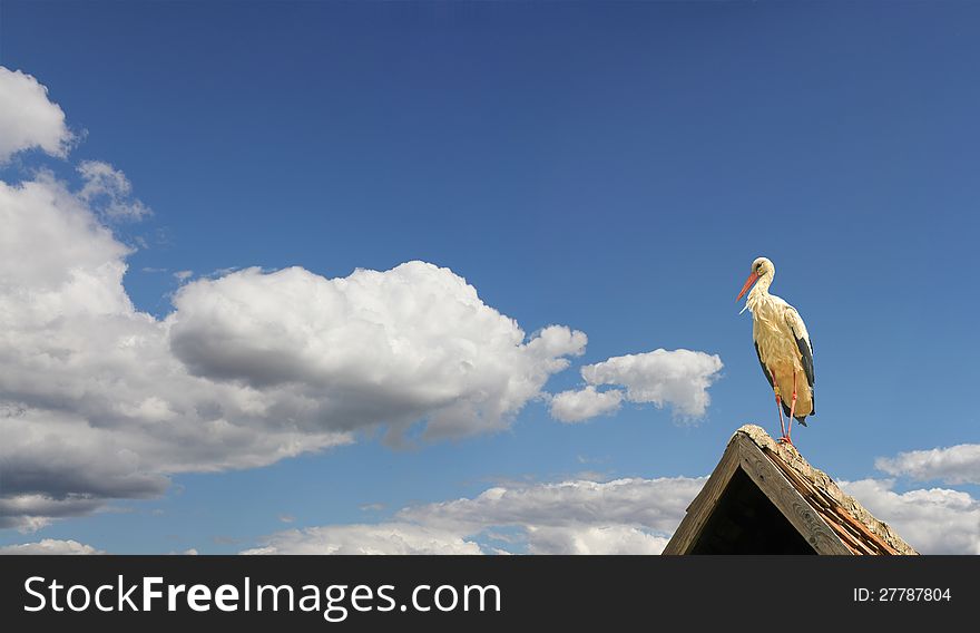 Stork is resting and preparing for a long journey to Africa. Stork is resting and preparing for a long journey to Africa