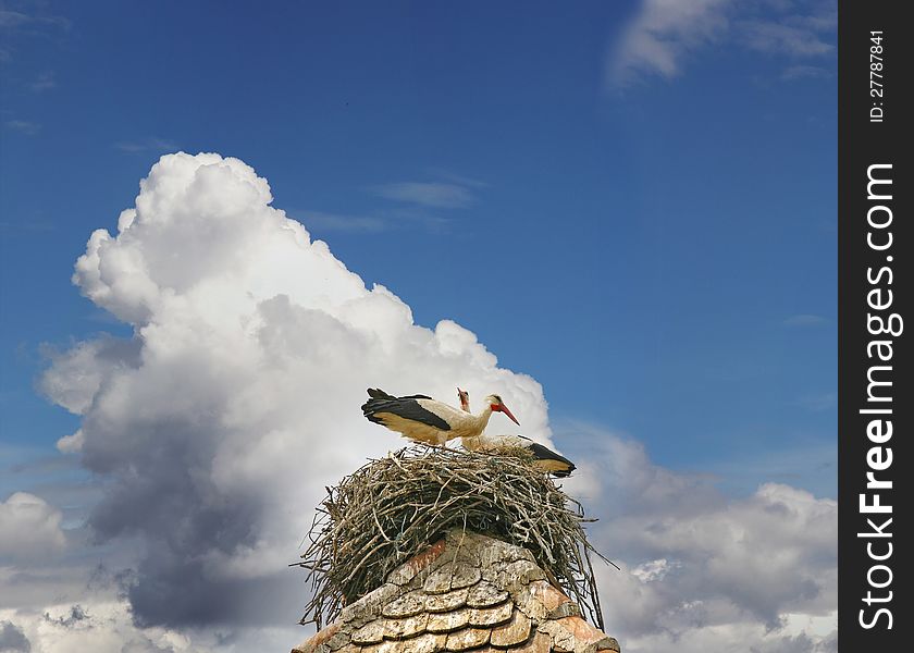 Storks build their nests at the top of the roof. Storks build their nests at the top of the roof