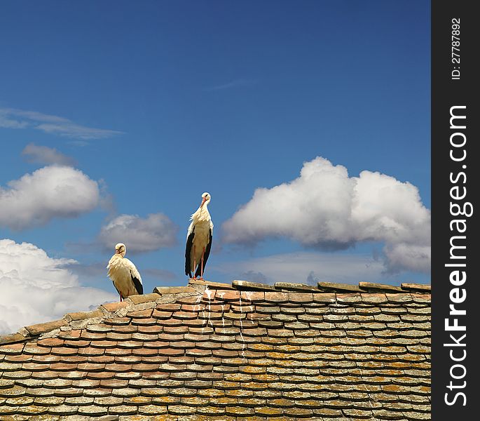 Two storks resting at the top of the roof