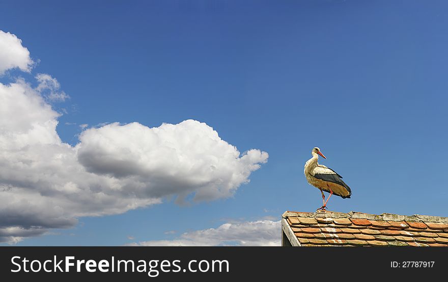 Stork is resting and preparing for a long journey to Africa. Stork is resting and preparing for a long journey to Africa