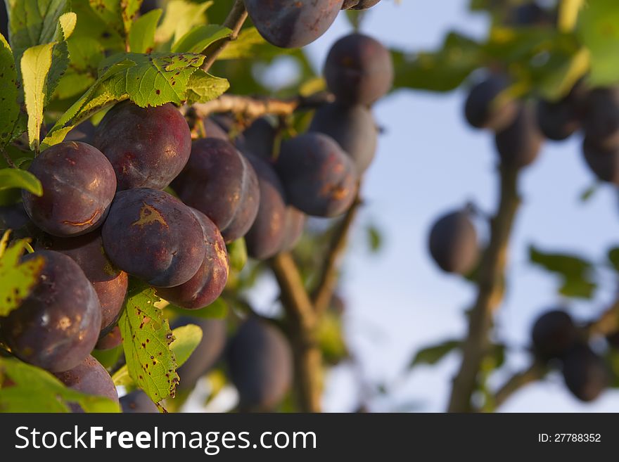 Group of real ecological plums on tree in summer harvest time