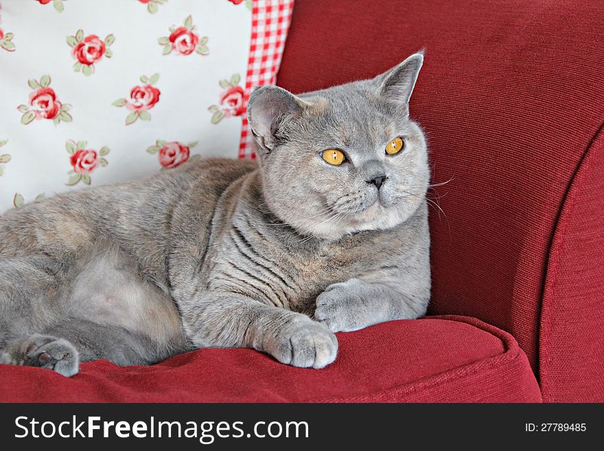 Photo of a beautiful pedigree british shorthair cat relaxing on her favourite sofa. Photo of a beautiful pedigree british shorthair cat relaxing on her favourite sofa.