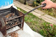 Person Processes The Pine Nut Cone Royalty Free Stock Photo