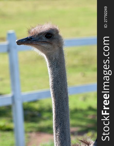 Hairy Long Necked ostrich on a farm. Hairy Long Necked ostrich on a farm