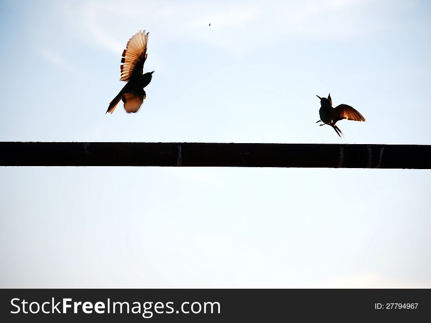 Flying Bee eaters