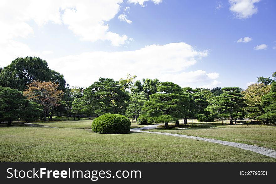 Beautiful summer landscape, field, trees and blue sky