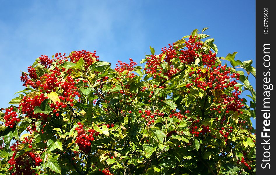 Bush of a ripe berry of a guelder-rose. Bush of a ripe berry of a guelder-rose