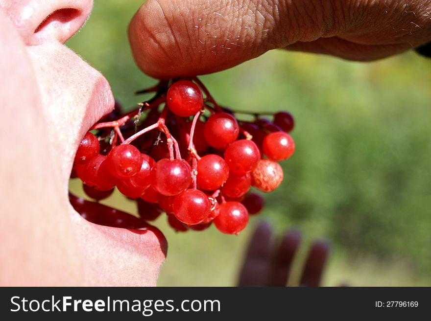 The person tastes a ripe berry of a guelder-rose. The person tastes a ripe berry of a guelder-rose