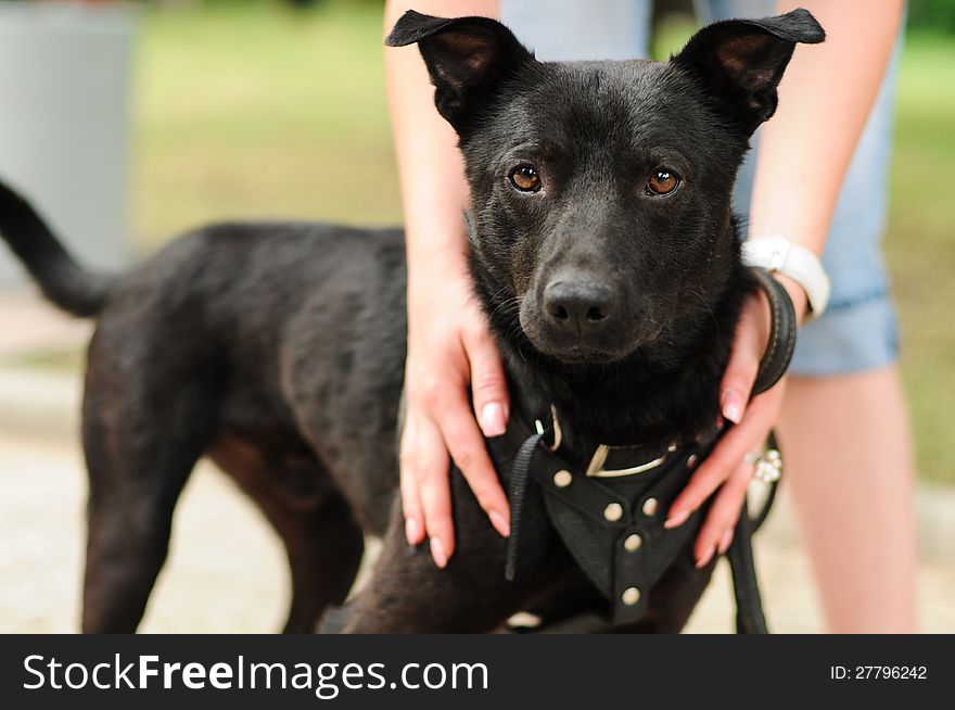 Portrait of a black mongrel dog outdoors. Portrait of a black mongrel dog outdoors