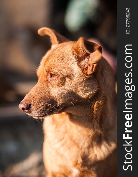 Portrait of a red mongrel dog outdoors. Portrait of a red mongrel dog outdoors