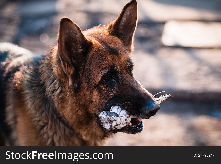 Portrait of a mongrel dog with bone in its mouth