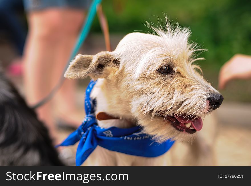 Portrait of a red mongrel dog outdoors. Portrait of a red mongrel dog outdoors