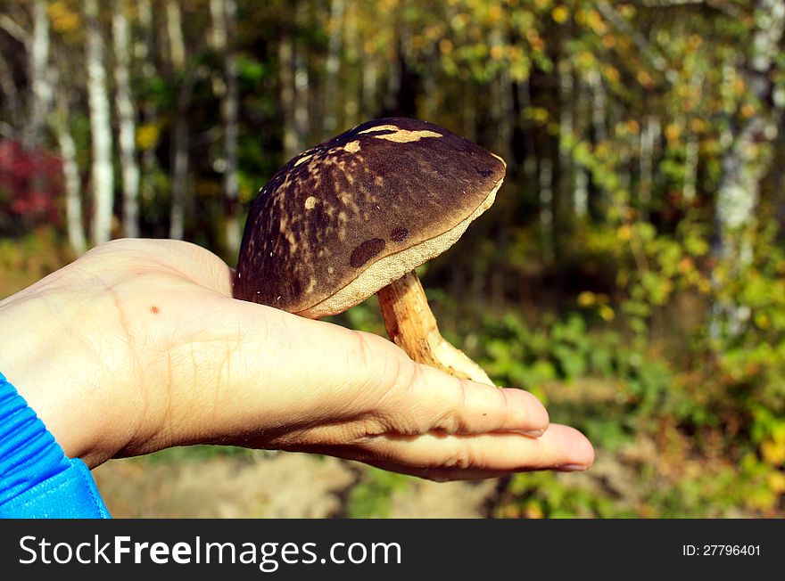 Mushroom a birch mushroom on a palm at the person