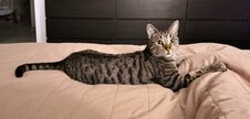 Cute Tabby Cat Lying On The Bed At Home. Striped Cat Royalty Free Stock Photography