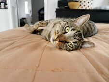 Cute Tabby Cat Lying On The Bed And Looking At Camera Stock Image