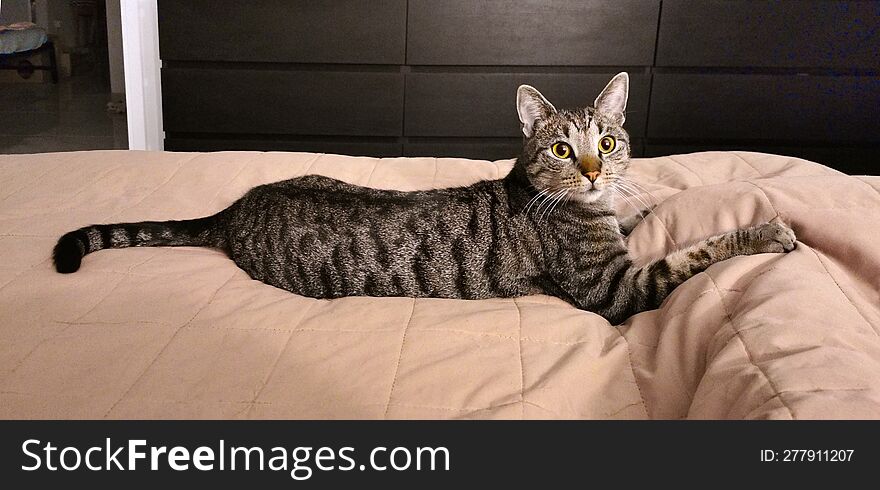 Cute tabby cat lying on the bed at home. Striped cat
