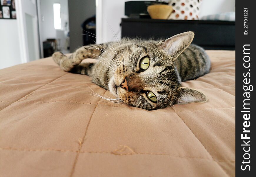 Cute tabby cat lying on the bed and looking at camera