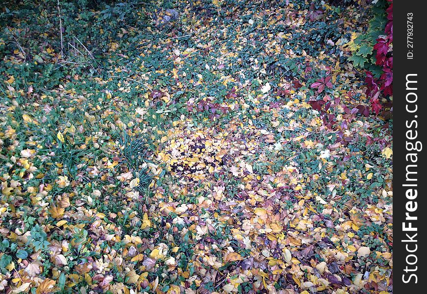 Fallen leaves become abstract in autumn