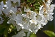 Cerasus Avium, Prunus Juliana, Prunus Varia Stock Photos